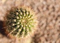 Little round cactus