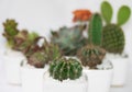 Little Round Cactus With Thorns Royalty Free Stock Photo