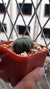 The little round plump cactus in the red square pot held by hand Royalty Free Stock Photo