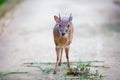 Antelope neotragus pygmaeus in the natural wildlife