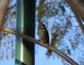 Little rufous-collared sparrow in the shadows Royalty Free Stock Photo