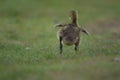 Little Running Canada Goose Gosling in Spring