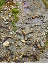 Little running water and green moss