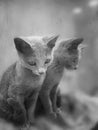 Little Russian Blue cat on the mirror