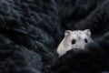 A cute little russian dwarf hamster hiding in a grey blanket