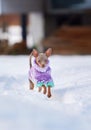 Little Russkiy Toy/ Russian Toy terrier dog in clothes. Royalty Free Stock Photo