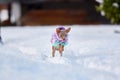 Little Russkiy Toy/ Russian Toy terrier dog in clothes. Royalty Free Stock Photo