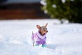 Little Russkiy Toy/ Russian Toy terrier dog in clothes. Royalty Free Stock Photo