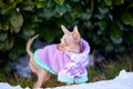 Little Russkiy Toy/ Russian Toy terrier dog in clothes. Royalty Free Stock Photo