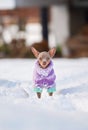 Little Russkiy Toy/ Russian Toy terrier dog in clothes. Royalty Free Stock Photo