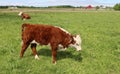 Little rust and white calf standing in the grass on a sunny day Royalty Free Stock Photo