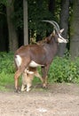 Little Sable Antelope Suckling Its Mother Royalty Free Stock Photo