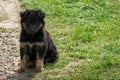 Little sad black puppy on the grass on rural road. Sorry black dog sits in rays of spring sun Royalty Free Stock Photo