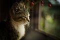 Cat behind window portrait Royalty Free Stock Photo