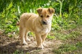 Little sad ginger puppy on the grass on rural road. Red dog sits in rays of spring sun Royalty Free Stock Photo