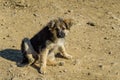 Little sad ginger puppy on the yellow sandy rural road. Dog sits in rays of spring sun