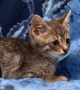 little sad gray striped kitten Royalty Free Stock Photo