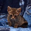 little sad gray striped kitten Royalty Free Stock Photo