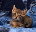 little sad gray striped kitten Royalty Free Stock Photo