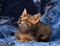 little sad gray striped kitten Royalty Free Stock Photo