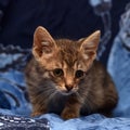 little sad gray striped kitten Royalty Free Stock Photo