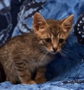 little sad gray striped kitten Royalty Free Stock Photo