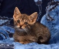 little sad gray striped kitten Royalty Free Stock Photo