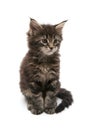 Little sad kitten Royalty Free Stock Photo