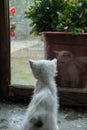 Little kitty lookin the rain by the windows Royalty Free Stock Photo