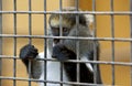 Little sad monkey behind cage in zoo Royalty Free Stock Photo