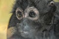 Little sad monkey Royalty Free Stock Photo