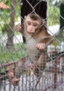 A little sad monkey Royalty Free Stock Photo