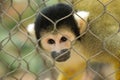 Little sad monkey at zoo wild free Royalty Free Stock Photo