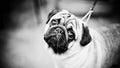 Little sad pug at a dogshow Royalty Free Stock Photo