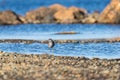 A little sand piper bird foraging for food along the sea shore Royalty Free Stock Photo