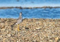 A little sand piper bird foraging for food along the sea shore Royalty Free Stock Photo