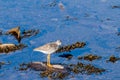 A little sand piper bird foraging for food along the sea shore Royalty Free Stock Photo