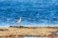 A little sand piper bird foraging for food along the sea shore Royalty Free Stock Photo