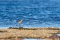 A little sand piper bird foraging for food along the sea shore Royalty Free Stock Photo