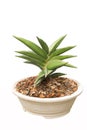 Little Sansevieria francisii Royalty Free Stock Photo