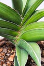 Little Sansevieria francisii Royalty Free Stock Photo
