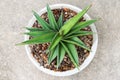 Little Sansevieria francisii Royalty Free Stock Photo