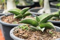 Little Sansevieria francisii Royalty Free Stock Photo