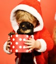 Little Santa holds little dog in spotted box. Royalty Free Stock Photo