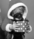 Little Santa holds little dog in spotted box. Royalty Free Stock Photo