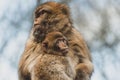 Little Barbary macaque cub snuggles up to his mother Royalty Free Stock Photo