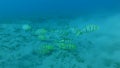 Little school of fish golden trevally slowly swim over sandy bottom. Slow motion, Underwater shot. Golden Trevally