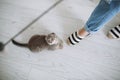 Little scottish cat and girl playing in the room Royalty Free Stock Photo