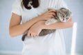 Little scottish cat and girl playing in the room Royalty Free Stock Photo