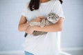 Little scottish cat and girl playing in the room Royalty Free Stock Photo